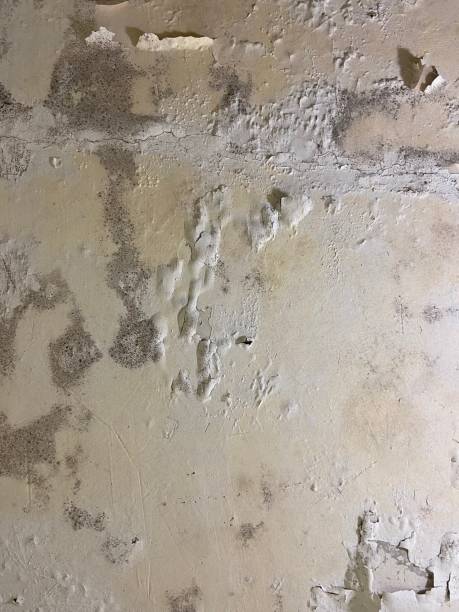 Best Fast Mold Removal  in Lyons, GA